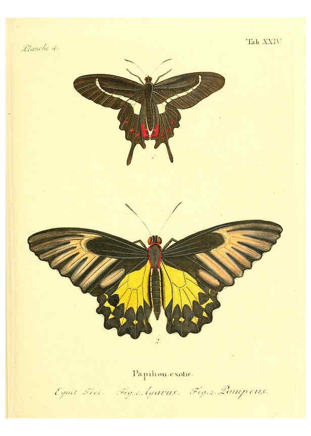 Reproducción/Reproduction 6011992275: Die ausländischen Schmetterlinge in Abbildungen nach der Natur. v.2, plates Erlangen :im Verlage der Expedition des Esper'schen Schmetterlings- und des Schreber'schen Säugthierwerkes,[1830] 