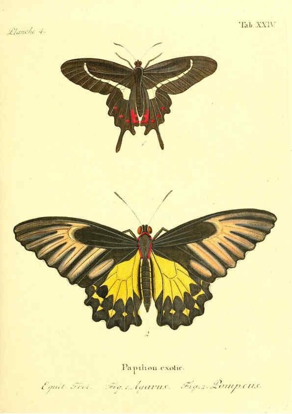 Reproducción/Reproduction 6011992275: Die ausländischen Schmetterlinge in Abbildungen nach der Natur. v.2, plates Erlangen :im Verlage der Expedition des Esper'schen Schmetterlings- und des Schreber'schen Säugthierwerkes,[1830] 