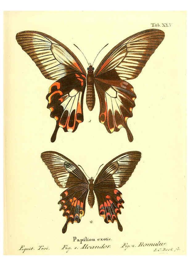 Reproducción/Reproduction 6012539330: Die ausländischen Schmetterlinge in Abbildungen nach der Natur. v.2, plates Erlangen :im Verlage der Expedition des Esper'schen Schmetterlings- und des Schreber'schen Säugthierwerkes,[1830] 