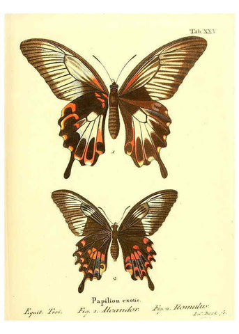 Reproducción/Reproduction 6012539330: Die ausländischen Schmetterlinge in Abbildungen nach der Natur. v.2, plates Erlangen :im Verlage der Expedition des Esper'schen Schmetterlings- und des Schreber'schen Säugthierwerkes,[1830] 