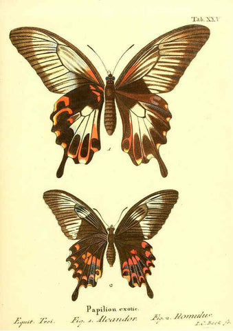 Reproducción/Reproduction 6012539330: Die ausländischen Schmetterlinge in Abbildungen nach der Natur. v.2, plates Erlangen :im Verlage der Expedition des Esper'schen Schmetterlings- und des Schreber'schen Säugthierwerkes,[1830] 