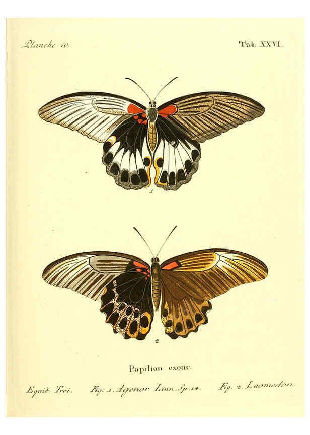 Reproducción/Reproduction 6011992823: Die ausländischen Schmetterlinge in Abbildungen nach der Natur. v.2, plates Erlangen :im Verlage der Expedition des Esper'schen Schmetterlings- und des Schreber'schen Säugthierwerkes,[1830] 
