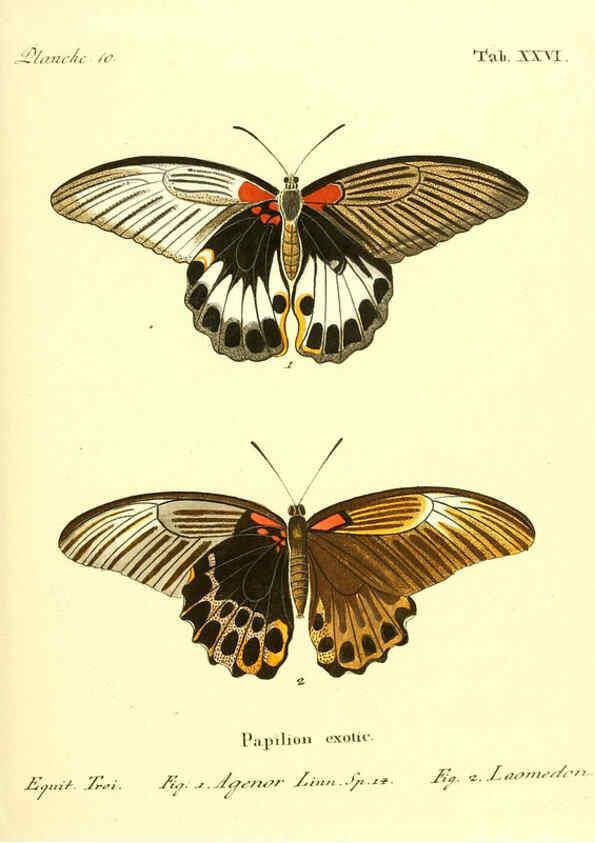 Reproducción/Reproduction 6011992823: Die ausländischen Schmetterlinge in Abbildungen nach der Natur. v.2, plates Erlangen :im Verlage der Expedition des Esper'schen Schmetterlings- und des Schreber'schen Säugthierwerkes,[1830] 