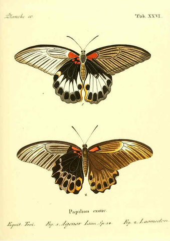 Reproducción/Reproduction 6011992823: Die ausländischen Schmetterlinge in Abbildungen nach der Natur. v.2, plates Erlangen :im Verlage der Expedition des Esper'schen Schmetterlings- und des Schreber'schen Säugthierwerkes,[1830] 