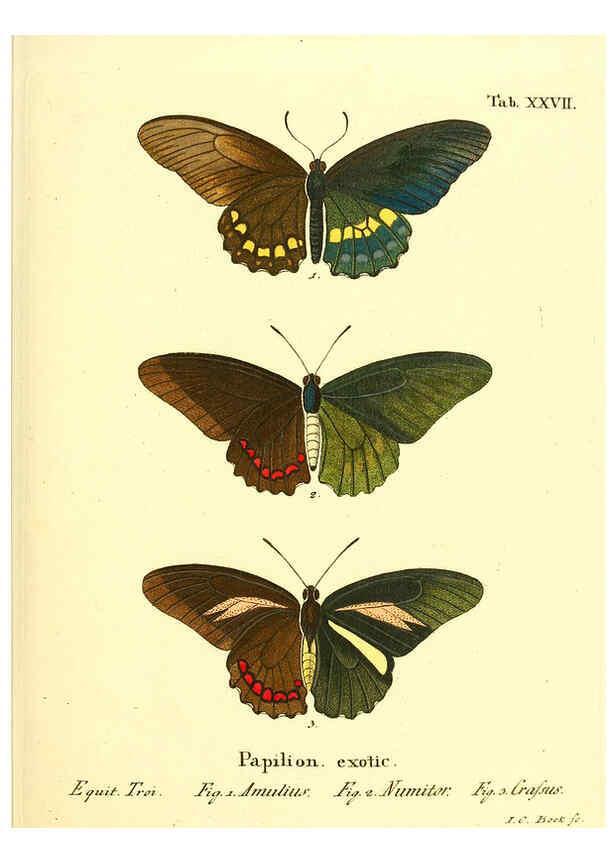 Reproducción/Reproduction 6011993281: Die ausländischen Schmetterlinge in Abbildungen nach der Natur. v.2, plates Erlangen :im Verlage der Expedition des Esper'schen Schmetterlings- und des Schreber'schen Säugthierwerkes,[1830] 