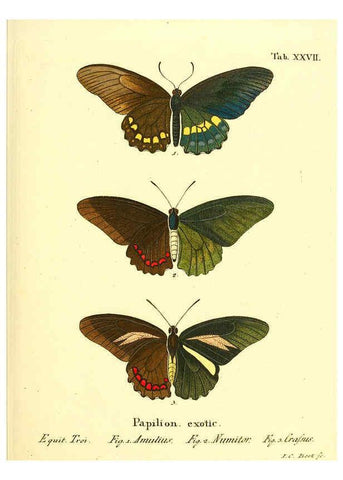 Reproducción/Reproduction 6011993281: Die ausländischen Schmetterlinge in Abbildungen nach der Natur. v.2, plates Erlangen :im Verlage der Expedition des Esper'schen Schmetterlings- und des Schreber'schen Säugthierwerkes,[1830] 