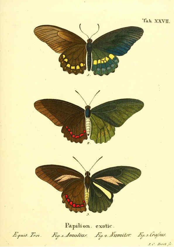 Reproducción/Reproduction 6011993281: Die ausländischen Schmetterlinge in Abbildungen nach der Natur. v.2, plates Erlangen :im Verlage der Expedition des Esper'schen Schmetterlings- und des Schreber'schen Säugthierwerkes,[1830] 