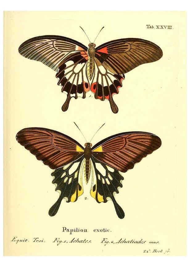 Reproducción/Reproduction 6012540482: Die ausländischen Schmetterlinge in Abbildungen nach der Natur. v.2, plates Erlangen :im Verlage der Expedition des Esper'schen Schmetterlings- und des Schreber'schen Säugthierwerkes,[1830] 