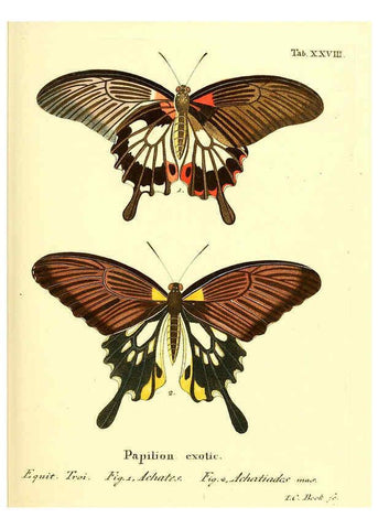 Reproducción/Reproduction 6012540482: Die ausländischen Schmetterlinge in Abbildungen nach der Natur. v.2, plates Erlangen :im Verlage der Expedition des Esper'schen Schmetterlings- und des Schreber'schen Säugthierwerkes,[1830] 