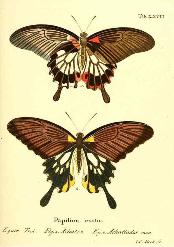 Reproducción/Reproduction 6012540482: Die ausländischen Schmetterlinge in Abbildungen nach der Natur. v.2, plates Erlangen :im Verlage der Expedition des Esper'schen Schmetterlings- und des Schreber'schen Säugthierwerkes,[1830] 