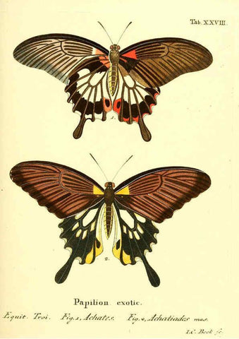 Reproducción/Reproduction 6012540482: Die ausländischen Schmetterlinge in Abbildungen nach der Natur. v.2, plates Erlangen :im Verlage der Expedition des Esper'schen Schmetterlings- und des Schreber'schen Säugthierwerkes,[1830] 