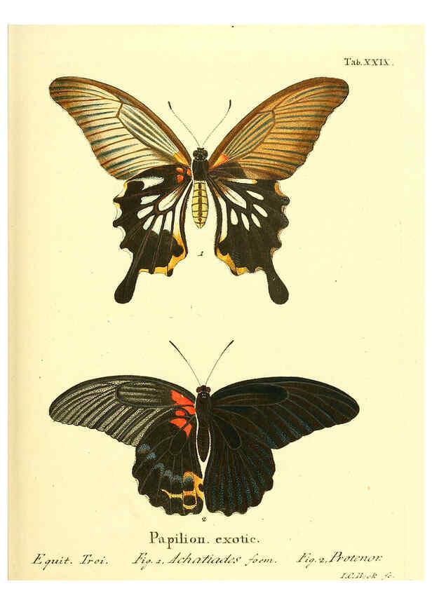 Reproducción/Reproduction 6011993939: Die ausländischen Schmetterlinge in Abbildungen nach der Natur. v.2, plates Erlangen :im Verlage der Expedition des Esper'schen Schmetterlings- und des Schreber'schen Säugthierwerkes,[1830] 