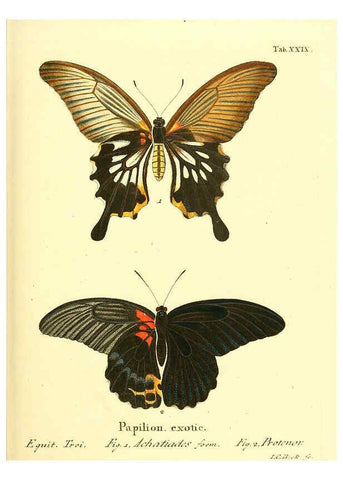 Reproducción/Reproduction 6011993939: Die ausländischen Schmetterlinge in Abbildungen nach der Natur. v.2, plates Erlangen :im Verlage der Expedition des Esper'schen Schmetterlings- und des Schreber'schen Säugthierwerkes,[1830] 