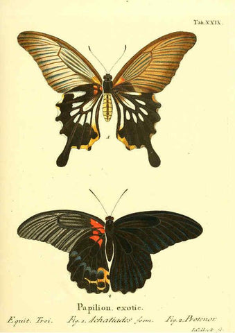 Reproducción/Reproduction 6011993939: Die ausländischen Schmetterlinge in Abbildungen nach der Natur. v.2, plates Erlangen :im Verlage der Expedition des Esper'schen Schmetterlings- und des Schreber'schen Säugthierwerkes,[1830] 