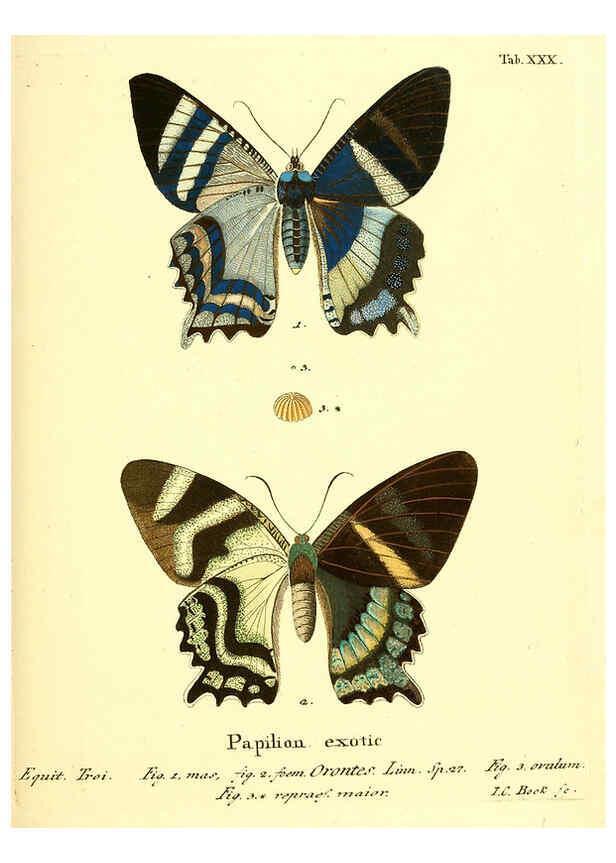 Reproducción/Reproduction 6012541052: Die ausländischen Schmetterlinge in Abbildungen nach der Natur. v.2, plates Erlangen :im Verlage der Expedition des Esper'schen Schmetterlings- und des Schreber'schen Säugthierwerkes,[1830] 