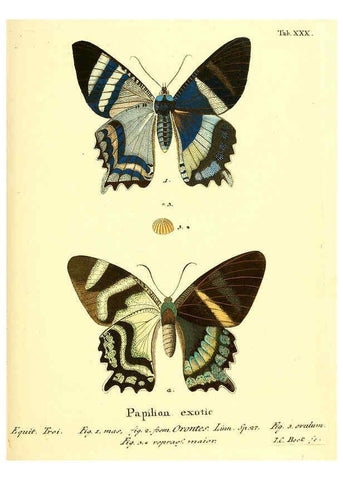 Reproducción/Reproduction 6012541052: Die ausländischen Schmetterlinge in Abbildungen nach der Natur. v.2, plates Erlangen :im Verlage der Expedition des Esper'schen Schmetterlings- und des Schreber'schen Säugthierwerkes,[1830] 