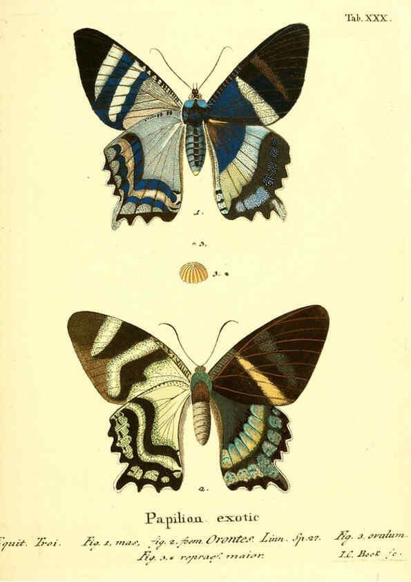 Reproducción/Reproduction 6012541052: Die ausländischen Schmetterlinge in Abbildungen nach der Natur. v.2, plates Erlangen :im Verlage der Expedition des Esper'schen Schmetterlings- und des Schreber'schen Säugthierwerkes,[1830] 