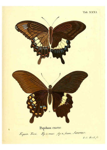 Reproducción/Reproduction 6012541510: Die ausländischen Schmetterlinge in Abbildungen nach der Natur. v.2, plates Erlangen :im Verlage der Expedition des Esper'schen Schmetterlings- und des Schreber'schen Säugthierwerkes,[1830] 