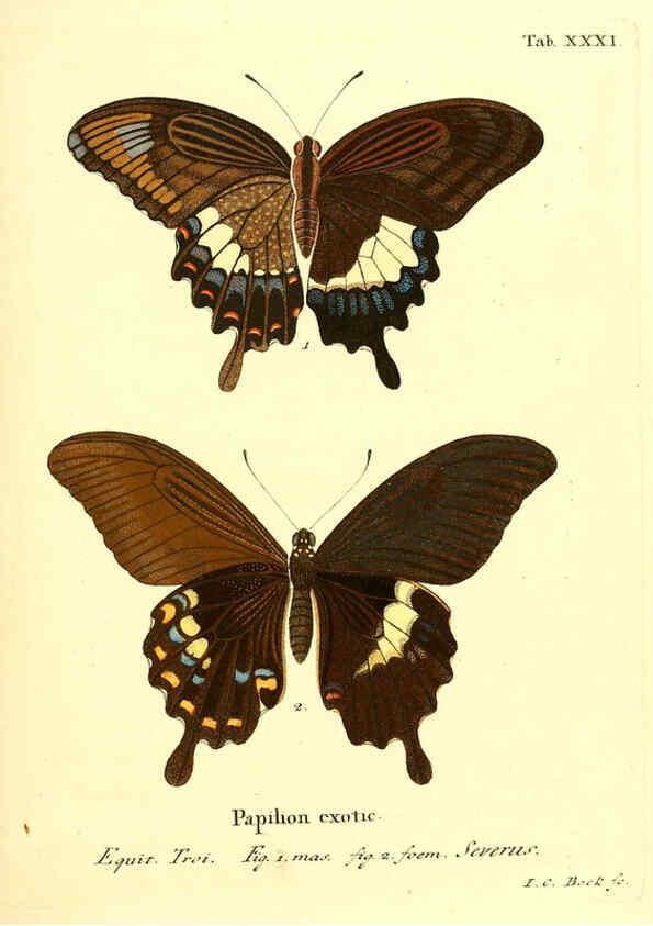 Reproducción/Reproduction 6012541510: Die ausländischen Schmetterlinge in Abbildungen nach der Natur. v.2, plates Erlangen :im Verlage der Expedition des Esper'schen Schmetterlings- und des Schreber'schen Säugthierwerkes,[1830] 