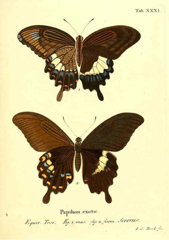 Reproducción/Reproduction 6012541510: Die ausländischen Schmetterlinge in Abbildungen nach der Natur. v.2, plates Erlangen :im Verlage der Expedition des Esper'schen Schmetterlings- und des Schreber'schen Säugthierwerkes,[1830] 