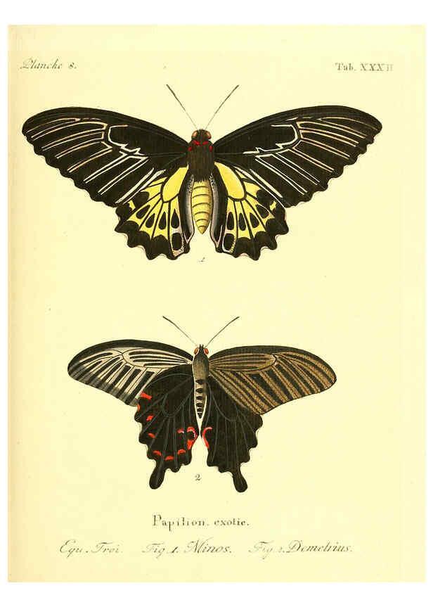 Reproducción/Reproduction 6011994873: Die ausländischen Schmetterlinge in Abbildungen nach der Natur. v.2, plates Erlangen :im Verlage der Expedition des Esper'schen Schmetterlings- und des Schreber'schen Säugthierwerkes,[1830] 