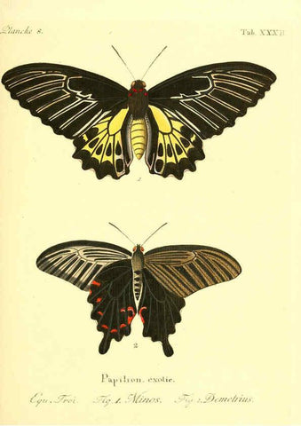 Reproducción/Reproduction 6011994873: Die ausländischen Schmetterlinge in Abbildungen nach der Natur. v.2, plates Erlangen :im Verlage der Expedition des Esper'schen Schmetterlings- und des Schreber'schen Säugthierwerkes,[1830] 