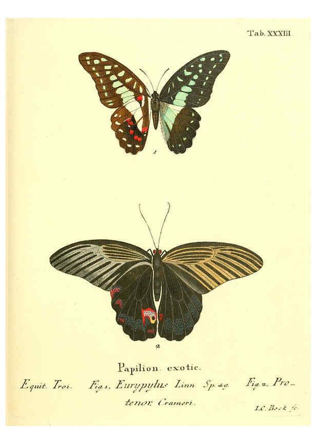 Reproducción/Reproduction 6011995185: Die ausländischen Schmetterlinge in Abbildungen nach der Natur. v.2, plates Erlangen :im Verlage der Expedition des Esper'schen Schmetterlings- und des Schreber'schen Säugthierwerkes,[1830] 