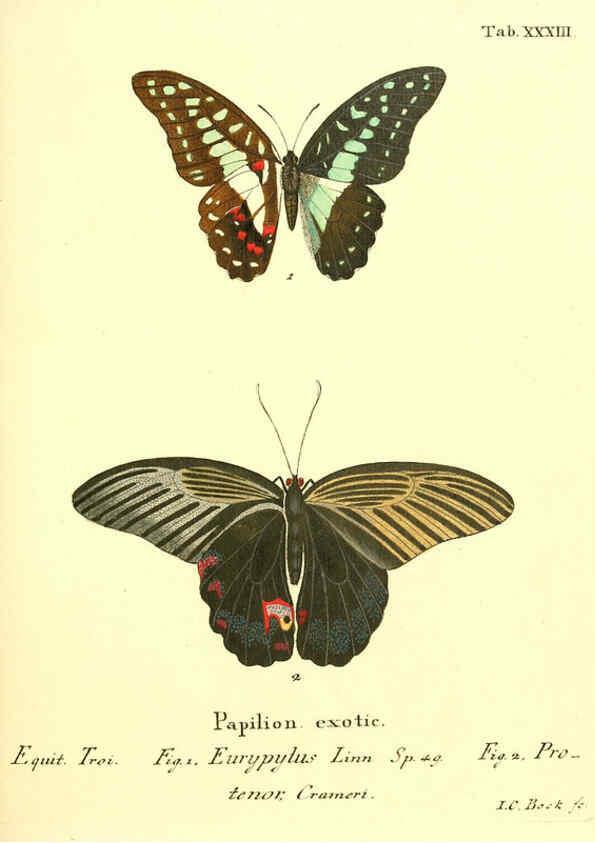 Reproducción/Reproduction 6011995185: Die ausländischen Schmetterlinge in Abbildungen nach der Natur. v.2, plates Erlangen :im Verlage der Expedition des Esper'schen Schmetterlings- und des Schreber'schen Säugthierwerkes,[1830] 