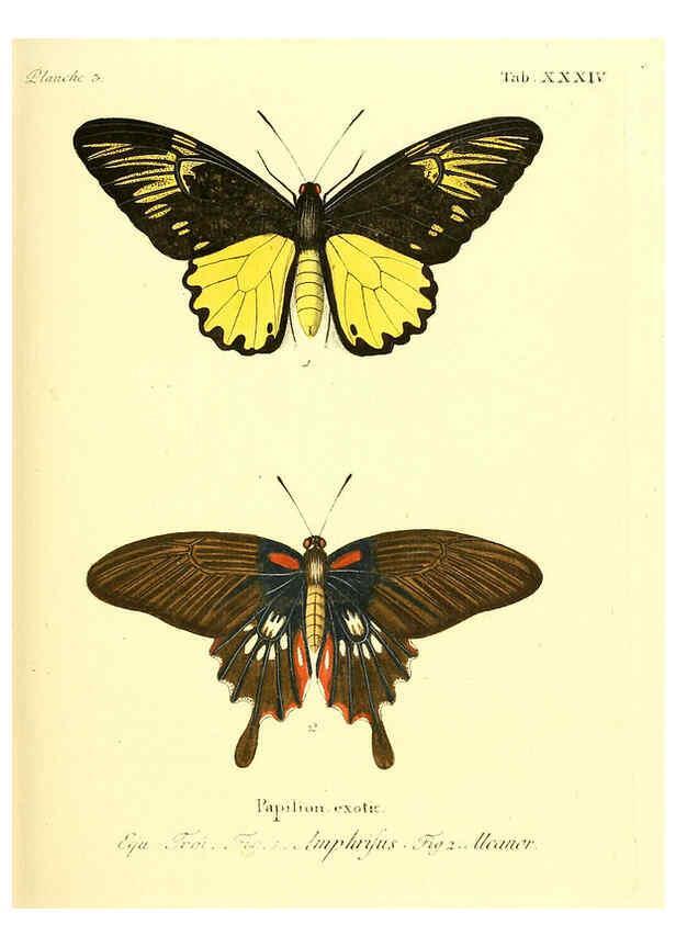 Reproducción/Reproduction 6012542264: Die ausländischen Schmetterlinge in Abbildungen nach der Natur. v.2, plates Erlangen :im Verlage der Expedition des Esper'schen Schmetterlings- und des Schreber'schen Säugthierwerkes,[1830] 