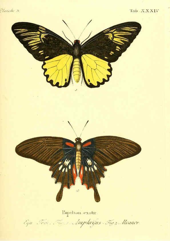 Reproducción/Reproduction 6012542264: Die ausländischen Schmetterlinge in Abbildungen nach der Natur. v.2, plates Erlangen :im Verlage der Expedition des Esper'schen Schmetterlings- und des Schreber'schen Säugthierwerkes,[1830] 