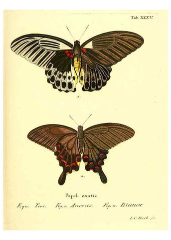Reproducción/Reproduction 6012542652: Die ausländischen Schmetterlinge in Abbildungen nach der Natur. v.2, plates Erlangen :im Verlage der Expedition des Esper'schen Schmetterlings- und des Schreber'schen Säugthierwerkes,[1830] 