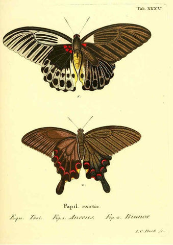 Reproducción/Reproduction 6012542652: Die ausländischen Schmetterlinge in Abbildungen nach der Natur. v.2, plates Erlangen :im Verlage der Expedition des Esper'schen Schmetterlings- und des Schreber'schen Säugthierwerkes,[1830] 