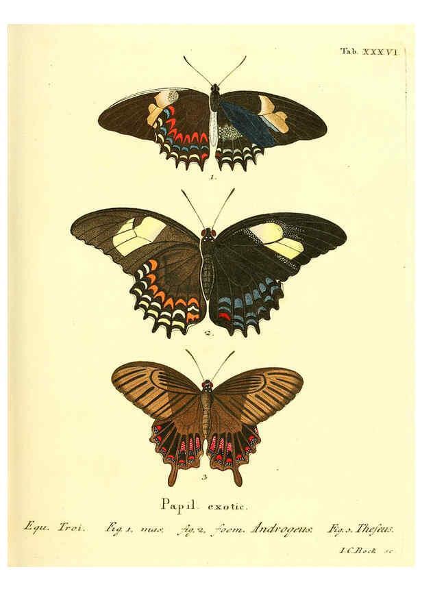 Reproducción/Reproduction 6011996105: Die ausländischen Schmetterlinge in Abbildungen nach der Natur. v.2, plates Erlangen :im Verlage der Expedition des Esper'schen Schmetterlings- und des Schreber'schen Säugthierwerkes,[1830] 