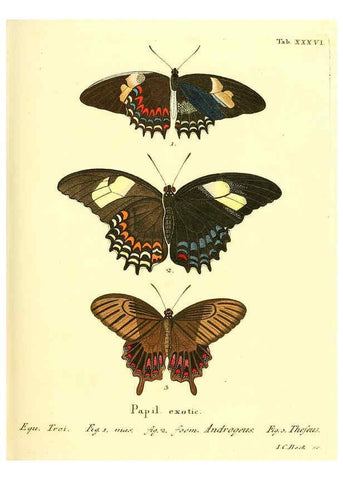 Reproducción/Reproduction 6011996105: Die ausländischen Schmetterlinge in Abbildungen nach der Natur. v.2, plates Erlangen :im Verlage der Expedition des Esper'schen Schmetterlings- und des Schreber'schen Säugthierwerkes,[1830] 