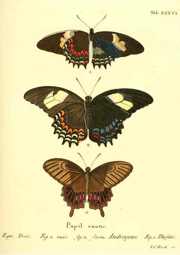 Reproducción/Reproduction 6011996105: Die ausländischen Schmetterlinge in Abbildungen nach der Natur. v.2, plates Erlangen :im Verlage der Expedition des Esper'schen Schmetterlings- und des Schreber'schen Säugthierwerkes,[1830] 