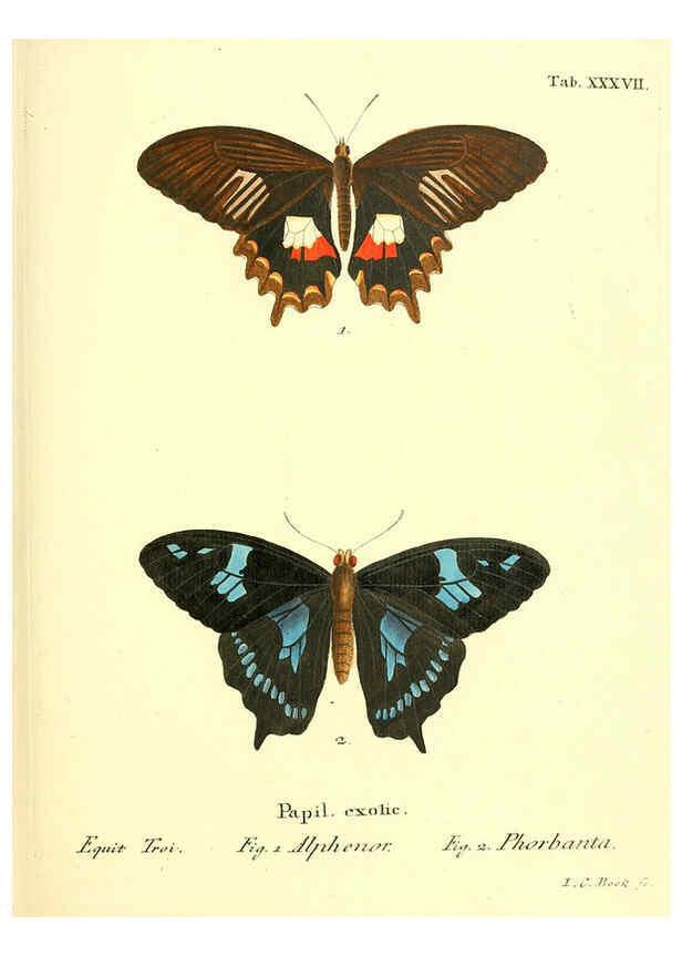 Reproducción/Reproduction 6012543242: Die ausländischen Schmetterlinge in Abbildungen nach der Natur. v.2, plates Erlangen :im Verlage der Expedition des Esper'schen Schmetterlings- und des Schreber'schen Säugthierwerkes,[1830] 