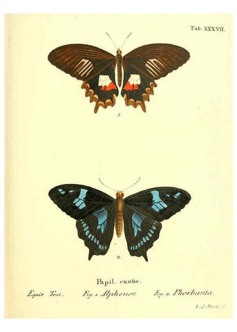 Reproducción/Reproduction 6012543242: Die ausländischen Schmetterlinge in Abbildungen nach der Natur. v.2, plates Erlangen :im Verlage der Expedition des Esper'schen Schmetterlings- und des Schreber'schen Säugthierwerkes,[1830] 