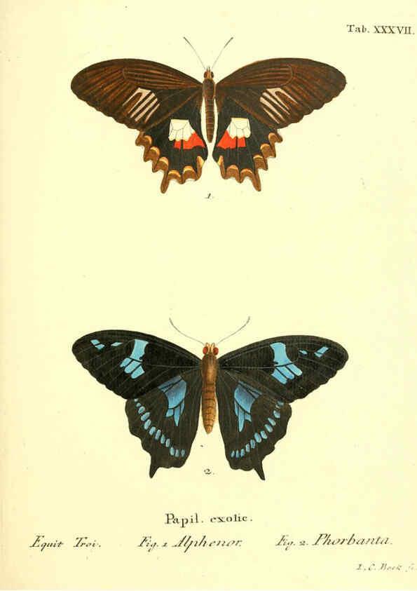 Reproducción/Reproduction 6012543242: Die ausländischen Schmetterlinge in Abbildungen nach der Natur. v.2, plates Erlangen :im Verlage der Expedition des Esper'schen Schmetterlings- und des Schreber'schen Säugthierwerkes,[1830] 