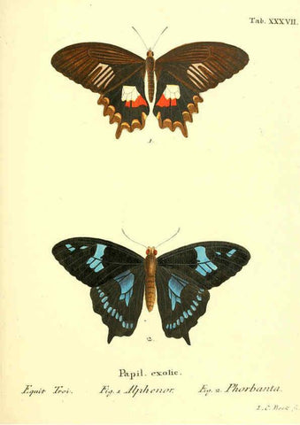 Reproducción/Reproduction 6012543242: Die ausländischen Schmetterlinge in Abbildungen nach der Natur. v.2, plates Erlangen :im Verlage der Expedition des Esper'schen Schmetterlings- und des Schreber'schen Säugthierwerkes,[1830] 