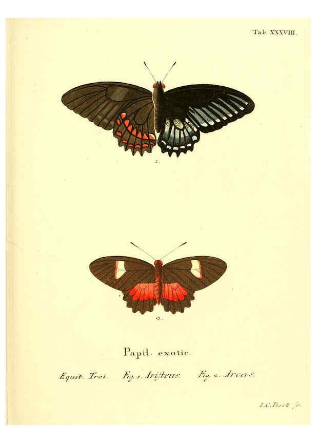 Reproducción/Reproduction 6012543468: Die ausländischen Schmetterlinge in Abbildungen nach der Natur. v.2, plates Erlangen :im Verlage der Expedition des Esper'schen Schmetterlings- und des Schreber'schen Säugthierwerkes,[1830] 