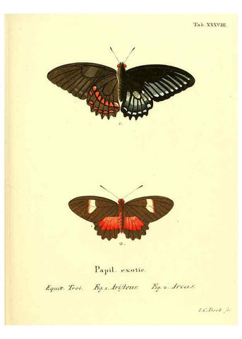 Reproducción/Reproduction 6012543468: Die ausländischen Schmetterlinge in Abbildungen nach der Natur. v.2, plates Erlangen :im Verlage der Expedition des Esper'schen Schmetterlings- und des Schreber'schen Säugthierwerkes,[1830] 