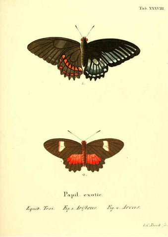 Reproducción/Reproduction 6012543468: Die ausländischen Schmetterlinge in Abbildungen nach der Natur. v.2, plates Erlangen :im Verlage der Expedition des Esper'schen Schmetterlings- und des Schreber'schen Säugthierwerkes,[1830] 