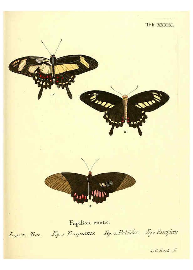 Reproducción/Reproduction 6012543690: Die ausländischen Schmetterlinge in Abbildungen nach der Natur. v.2, plates Erlangen :im Verlage der Expedition des Esper'schen Schmetterlings- und des Schreber'schen Säugthierwerkes,[1830] 