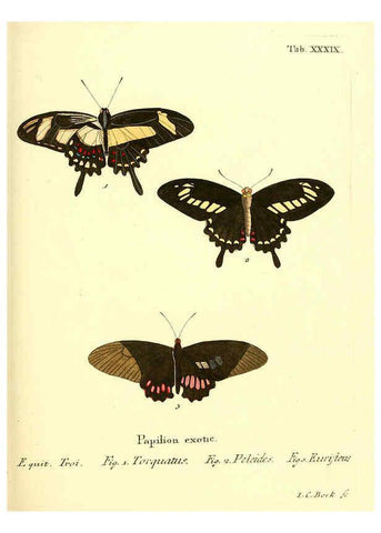 Reproducción/Reproduction 6012543690: Die ausländischen Schmetterlinge in Abbildungen nach der Natur. v.2, plates Erlangen :im Verlage der Expedition des Esper'schen Schmetterlings- und des Schreber'schen Säugthierwerkes,[1830] 