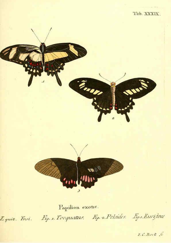 Reproducción/Reproduction 6012543690: Die ausländischen Schmetterlinge in Abbildungen nach der Natur. v.2, plates Erlangen :im Verlage der Expedition des Esper'schen Schmetterlings- und des Schreber'schen Säugthierwerkes,[1830] 