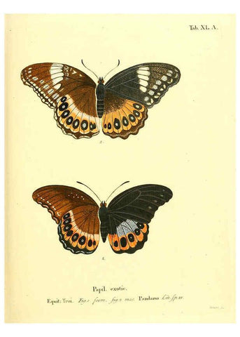 Reproducción/Reproduction 6011997587: Die ausländischen Schmetterlinge in Abbildungen nach der Natur. v.2, plates Erlangen :im Verlage der Expedition des Esper'schen Schmetterlings- und des Schreber'schen Säugthierwerkes,[1830] 