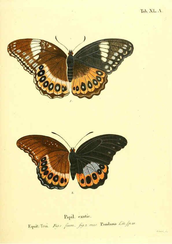Reproducción/Reproduction 6011997587: Die ausländischen Schmetterlinge in Abbildungen nach der Natur. v.2, plates Erlangen :im Verlage der Expedition des Esper'schen Schmetterlings- und des Schreber'schen Säugthierwerkes,[1830] 
