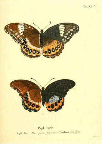 Reproducción/Reproduction 6011997587: Die ausländischen Schmetterlinge in Abbildungen nach der Natur. v.2, plates Erlangen :im Verlage der Expedition des Esper'schen Schmetterlings- und des Schreber'schen Säugthierwerkes,[1830] 