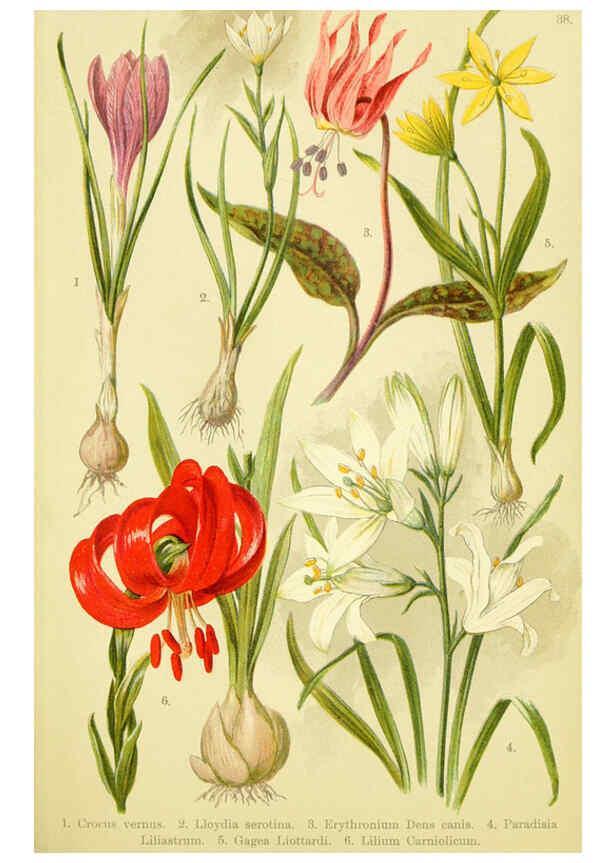 Reproducción/Reproduction 6022064806: Alpen-Flora für Touristen und Pflanzenfreunde Stuttgart :Verlag für Naturkunde Sprösser & Nägele,1904