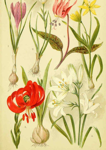 Reproducción/Reproduction 6022064806: Alpen-Flora für Touristen und Pflanzenfreunde Stuttgart :Verlag für Naturkunde Sprösser & Nägele,1904
